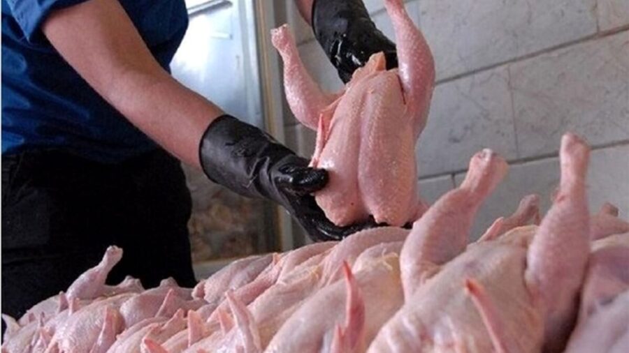 قیمت مرغ